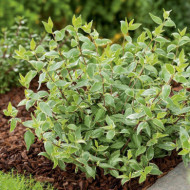 Abelia x grandiflora 'Lucky lots'