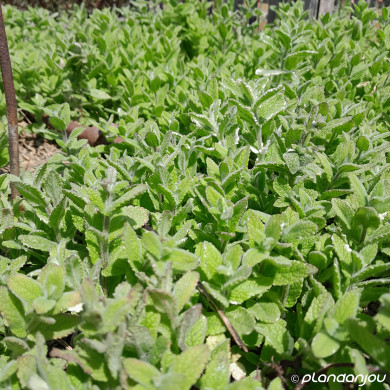 Mentha suaveolens 'Variegata'