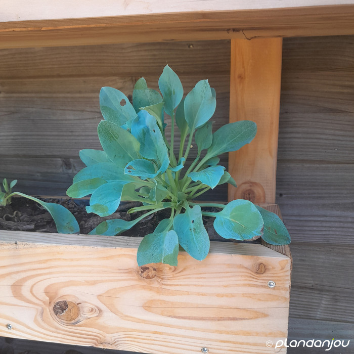 Mertensia maritima