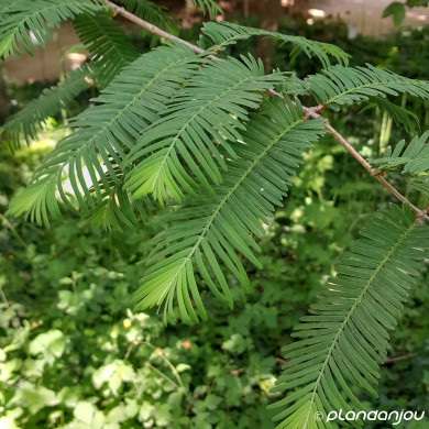 Metasequoia glyptostroboides
