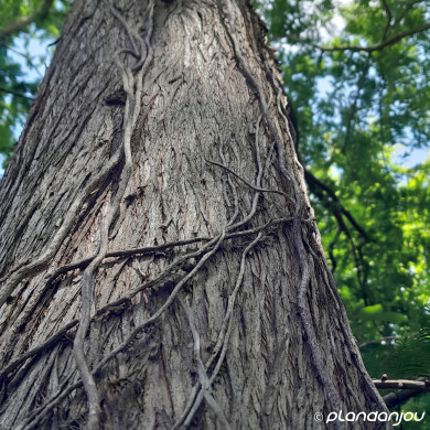 Metasequoia glyptostroboides