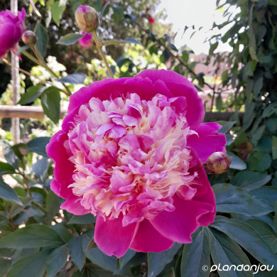 Paeonia Bowl Of Beauty