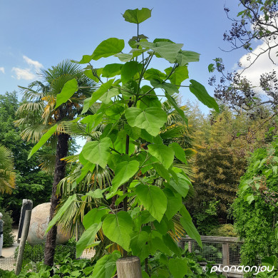 Paulownia tomentosa