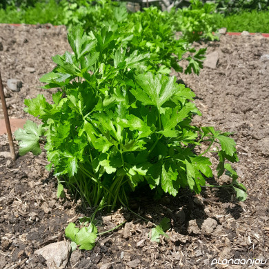 Petroselinum sativum