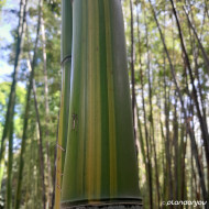 Phyllostachys aureosulcata Spectabilis