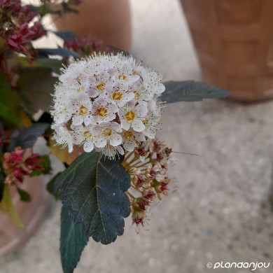 Physocarpus opulifolius Summer Wine® 'Seward' c.o.v.