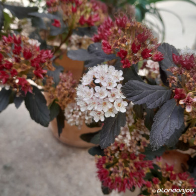 Physocarpus opulifolius Summer Wine® 'Seward' c.o.v.