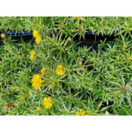 Inula ensifolia