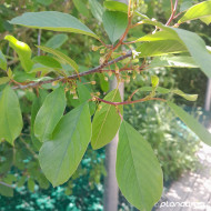 Frangula alnus