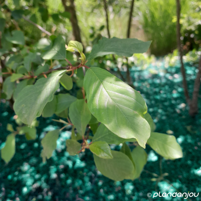 Frangula alnus