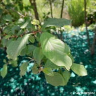 Frangula alnus