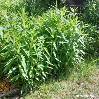 Solidago 'Golden Dwarf'