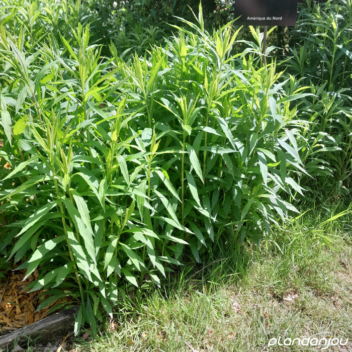 Solidago 'Golden Dwarf'