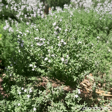 Thymus vulgaris 'Fragrantissimus'