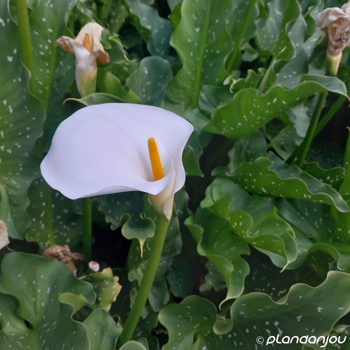 Zantedeschia aethiopica 'Himalaya'