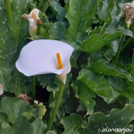 Zantedeschia aethiopica 'Himalaya'