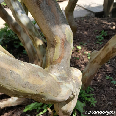 Lagerstroemia indica Dynamite® 'Whit II'