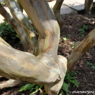 Lagerstroemia indica Dynamite® 'Whit II'