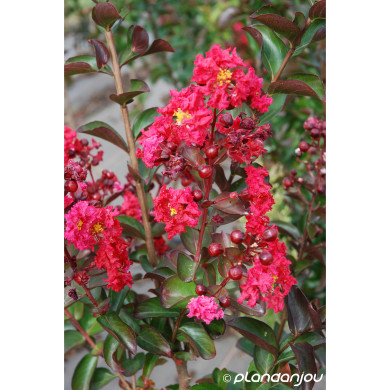 Lagerstroemia indica Dynamite® 'Whit II'