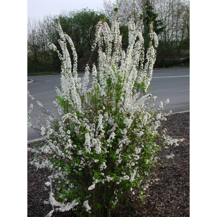 Spiraea thunbergii Fujino Pink'