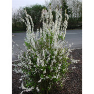 Spiraea thunbergii Fujino Pink'