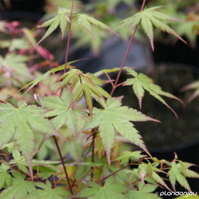 Acer palmatum Oridono Nishiki