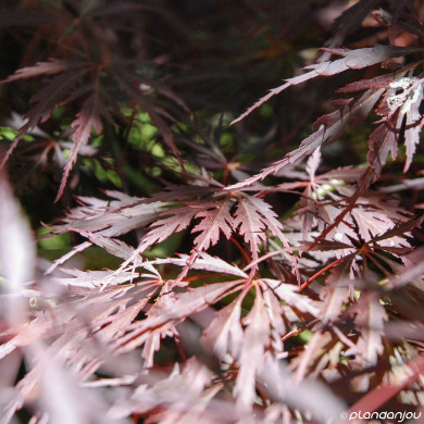Acer palmatum Firecracker®