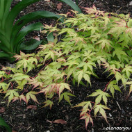 Acer palmatum Katsura