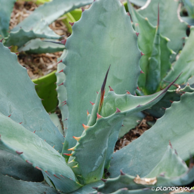 Agave ferox