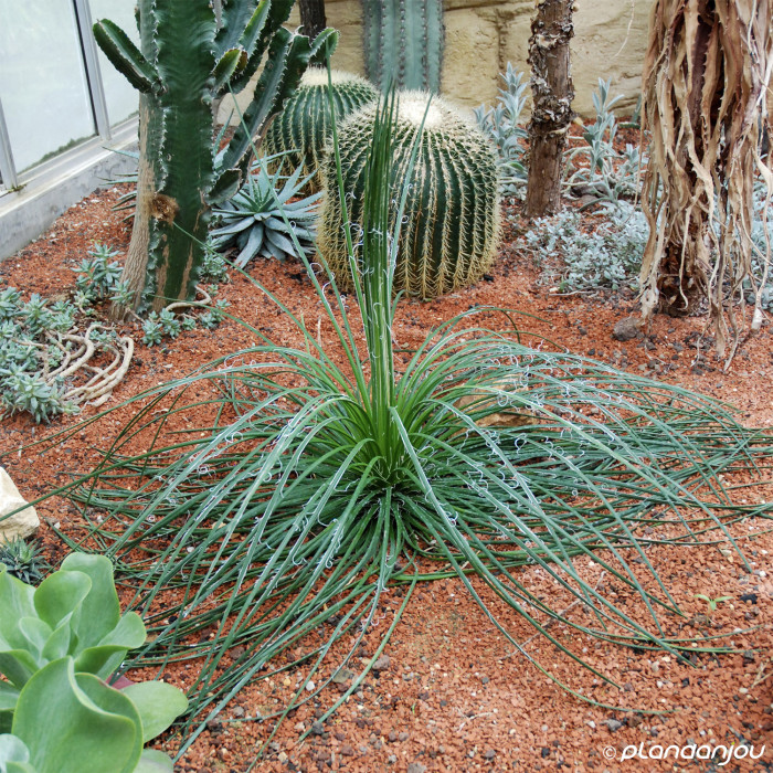 Agave geminiflora