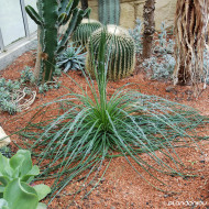 Agave geminiflora