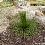 Agave geminiflora