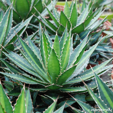Agave lophantha Splendida