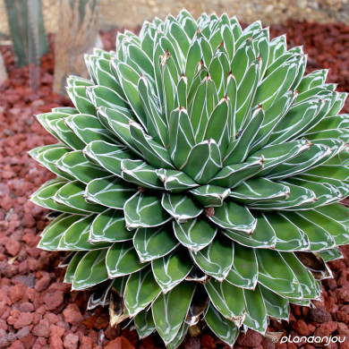 Agave victoriae-reginae
