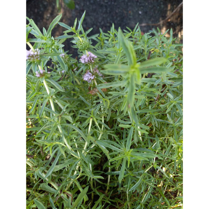 Mentha cervina