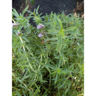 Mentha cervina