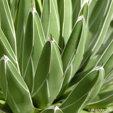 Agave victoriae-reginae
