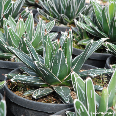 Agave victoriae-reginae