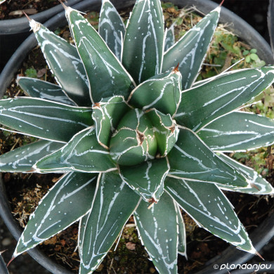 Agave victoriae-reginae
