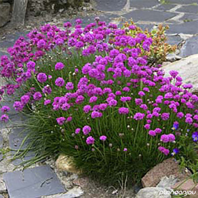 Armeria maritima