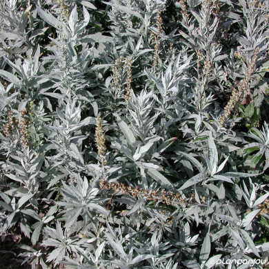 Artemisia ludoviciana Valerie Finnis