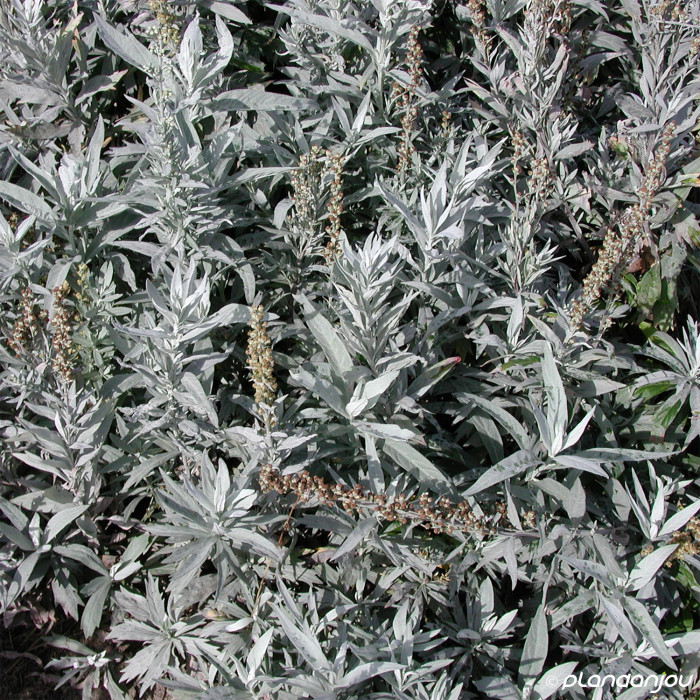 Artemisia ludoviciana Valerie Finnis