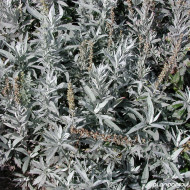 Artemisia ludoviciana Valerie Finnis