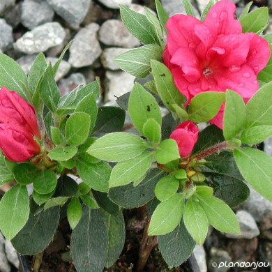 Azalea japonica Christina