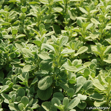 Ballota acetubulosa All Hallows Green