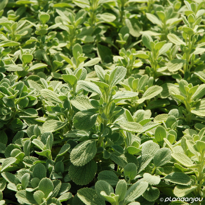 Ballota acetubulosa All Hallows Green