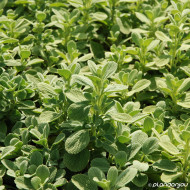 Ballota acetubulosa All Hallows Green