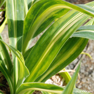 Beschorneria yuccoides 'Besys' FLAMINGO GLOW