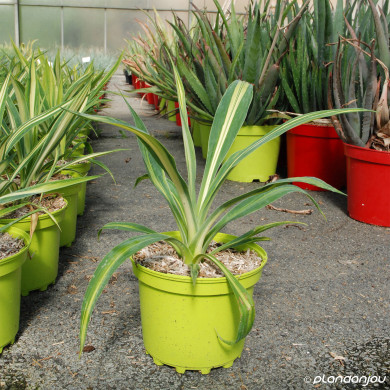 Beschorneria yuccoides 'Besys' FLAMINGO GLOW