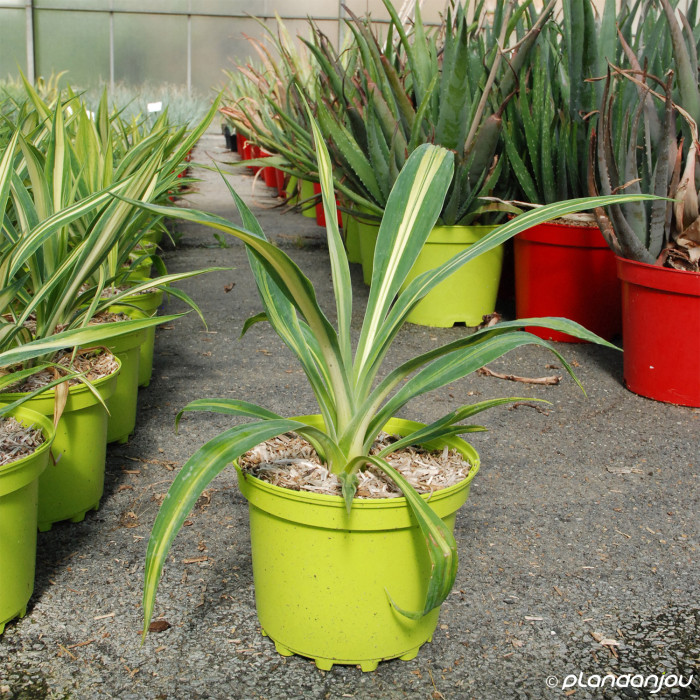 Beschorneria yuccoides 'Besys' FLAMINGO GLOW